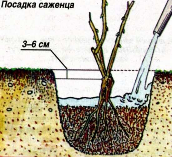 Как вырастить розу из черенка купленной розы? 13 Как вырастить розы из покупных розниц