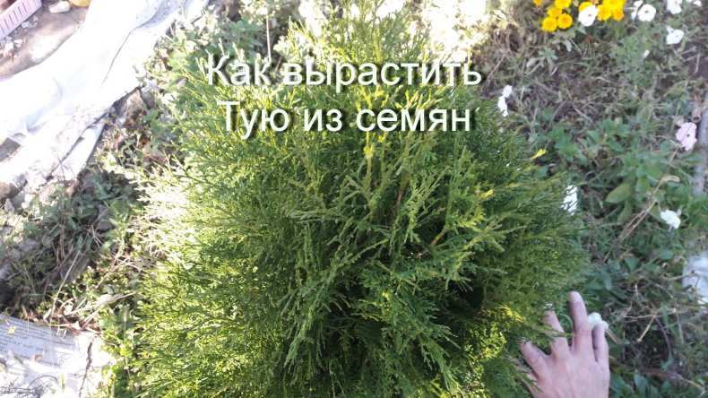 kak vyrastit tuyu iz semyan 15