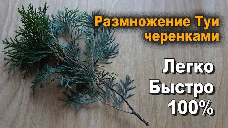 kak vyrastit tuyu iz semyan 19