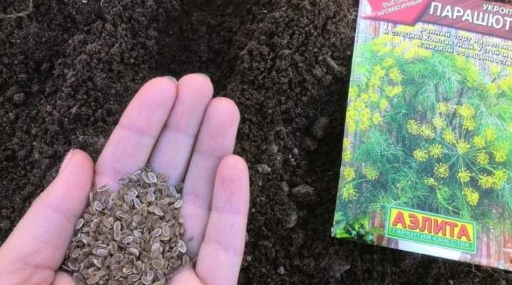 Как вырастить укроп? 11 kak vyrastit ukrop 1