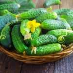 Как вырастить розу из черенка купленной розы? 10 Как замачивать семена огурцов перед посадкой