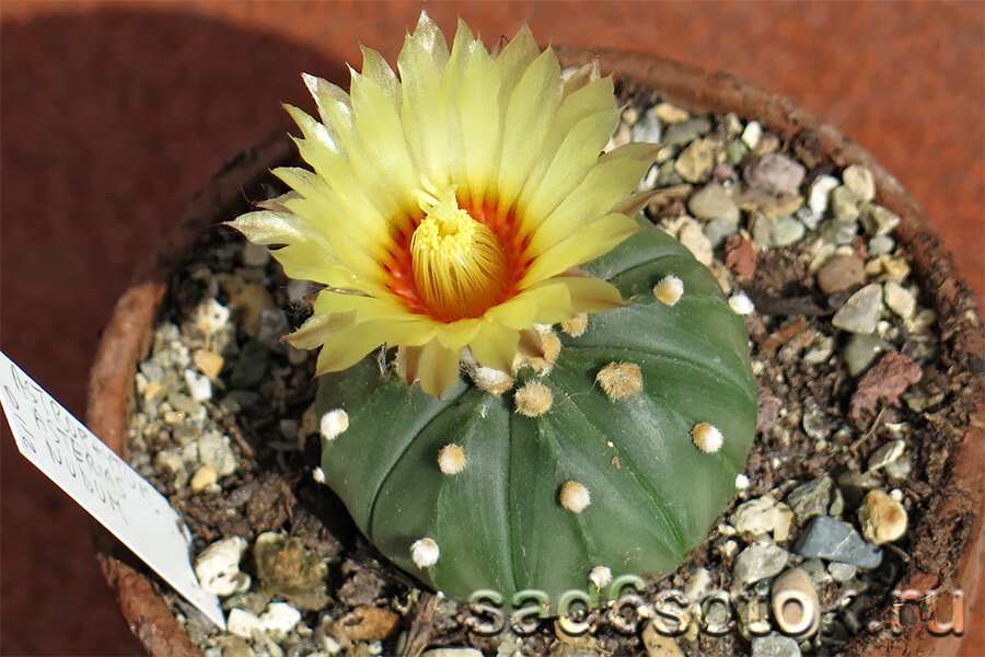 Виды кактусов — пустынные и тропические 2 Астрофитум (Astrophytum).
