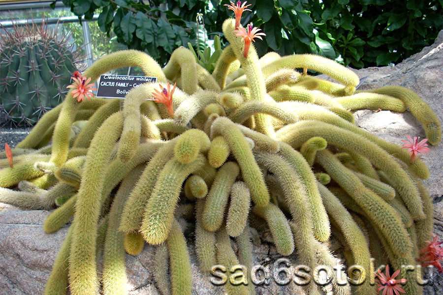 Виды кактусов — пустынные и тропические 9 Клистокактус (Cleistocactus)