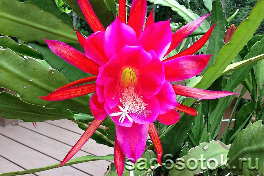 Виды кактусов — пустынные и тропические 20 Epiphyllum (Эпифиллум)