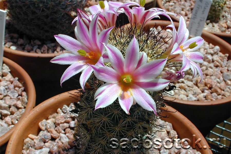 Виды кактусов — пустынные и тропические 13 Маммиллярия (Mammillaria)