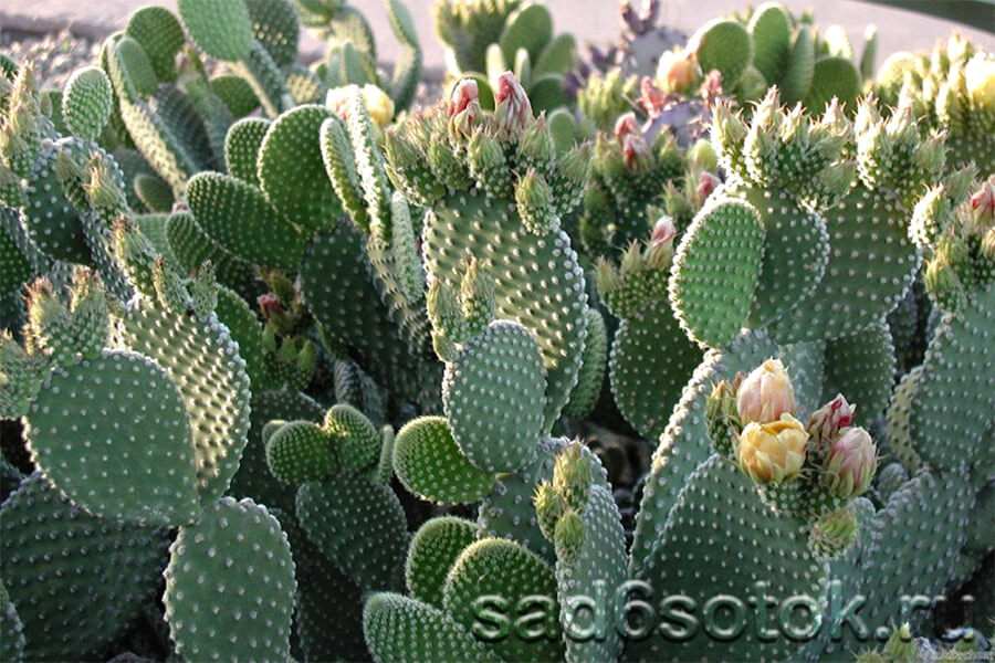 Виды кактусов — пустынные и тропические 14 Опунция (Opuntia)