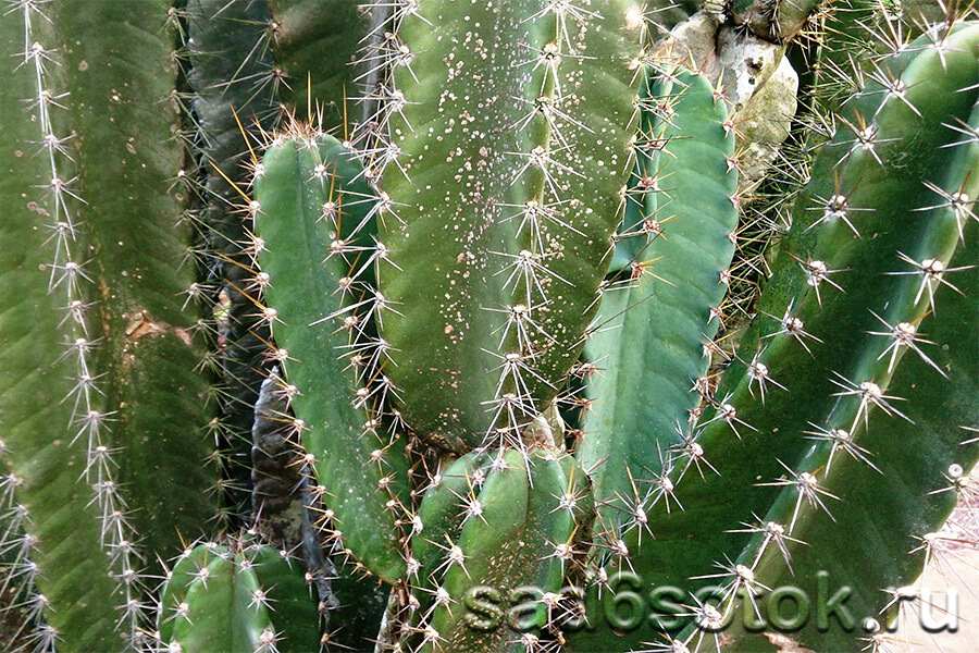Виды кактусов — пустынные и тропические 11 Цереус (Cereus)