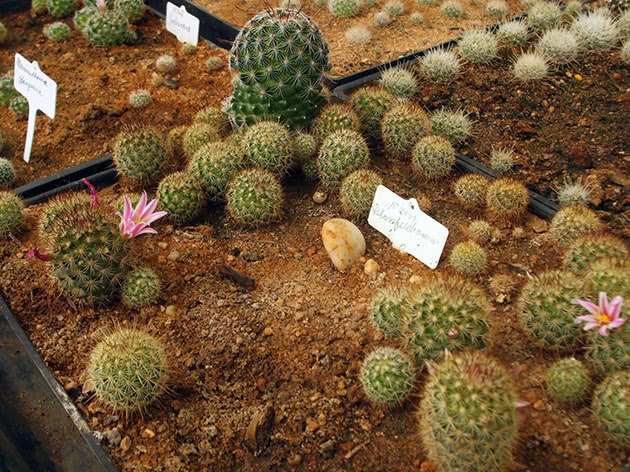 Как ухаживать за кактусами 2 Разновидности CACTI