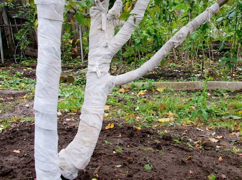 kartinka 7. v regionah s holodnymi zimami abrikosy sleduet utepljat silnye morozy mogut pogubit teploljubivyj abrikos