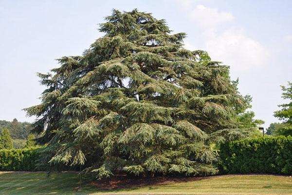 Atlassian cedar
