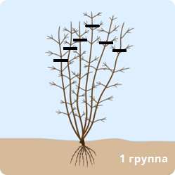 Как вырастить клематис: посадка, обрезка, уход 6 Обрезка клематиса