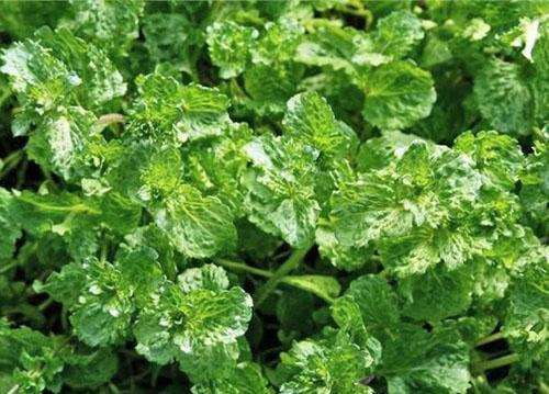 Кудрявая мята