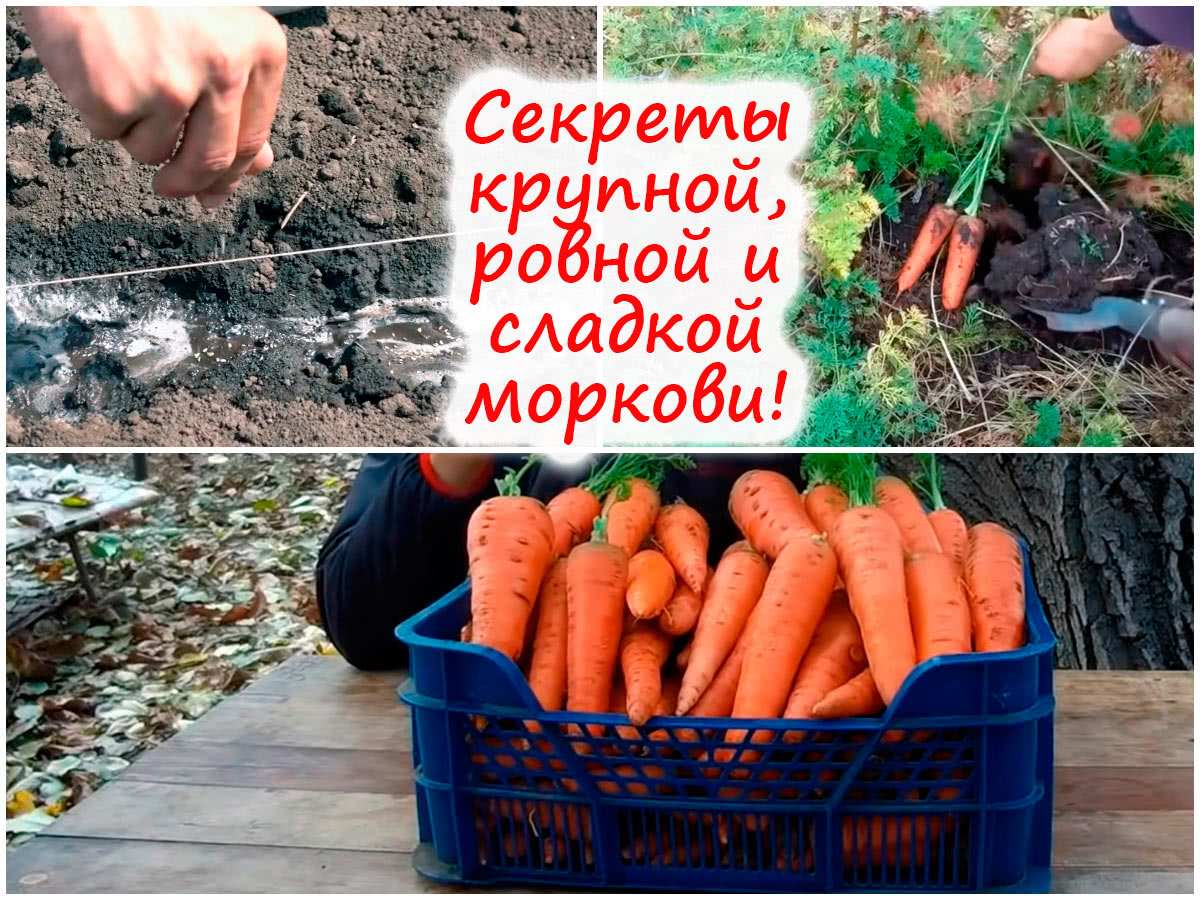 morkov vyrashivanie 1