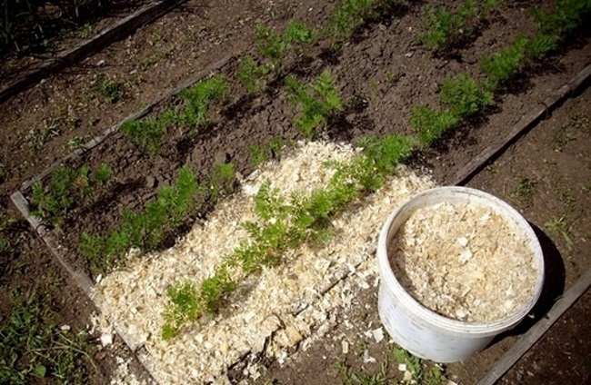 Мульчируйте грядки опилками от сорняков