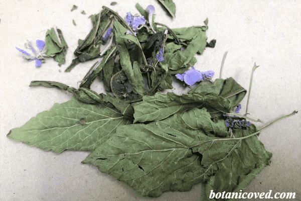 Приготовление иван-чая с мятой и мелиссой