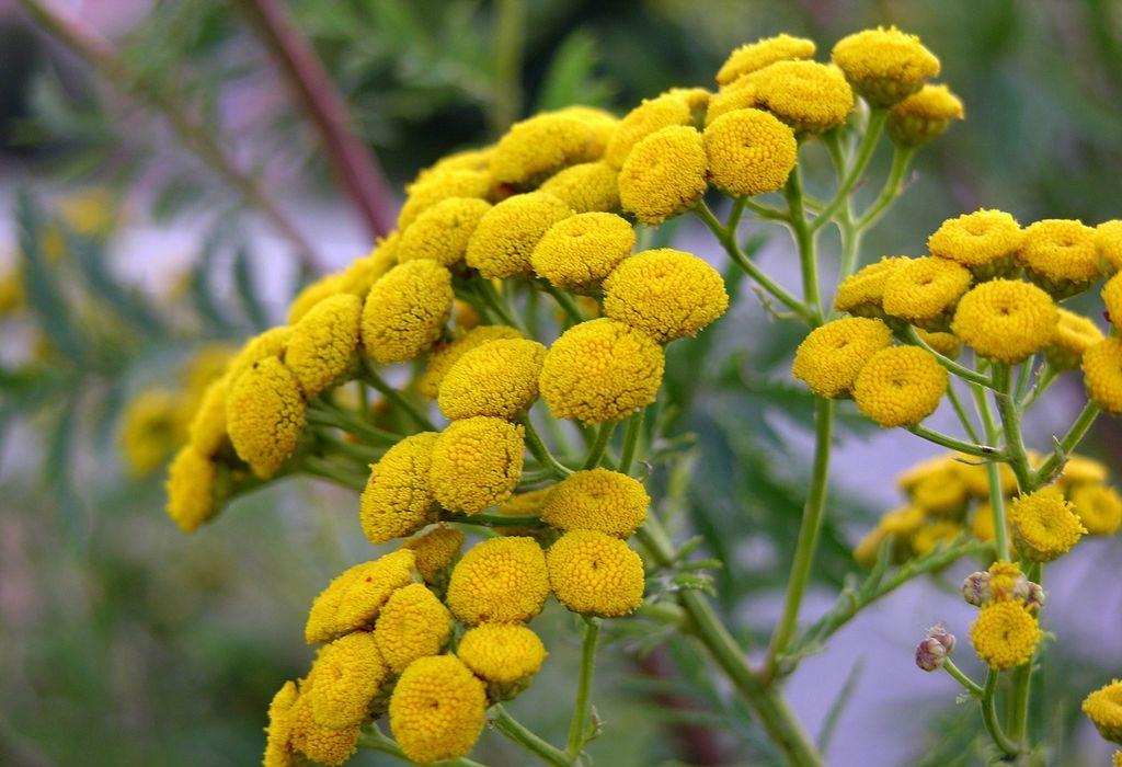 Как навсегда избавиться от муравьев в огороде 9 Tansy