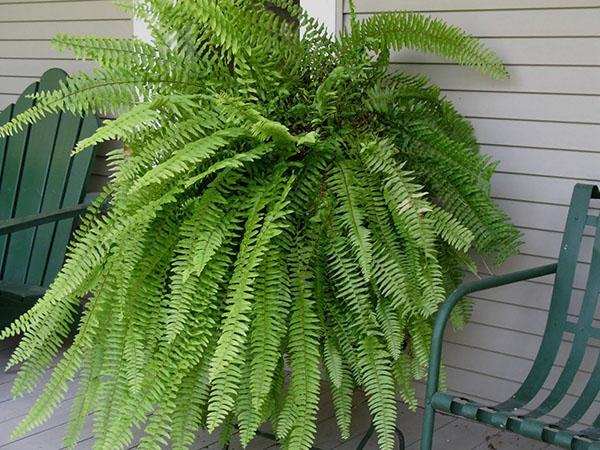 Nephrolepis