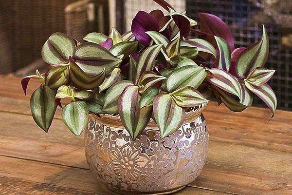 Tradescantia