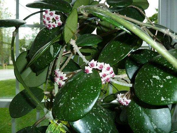 Hoya