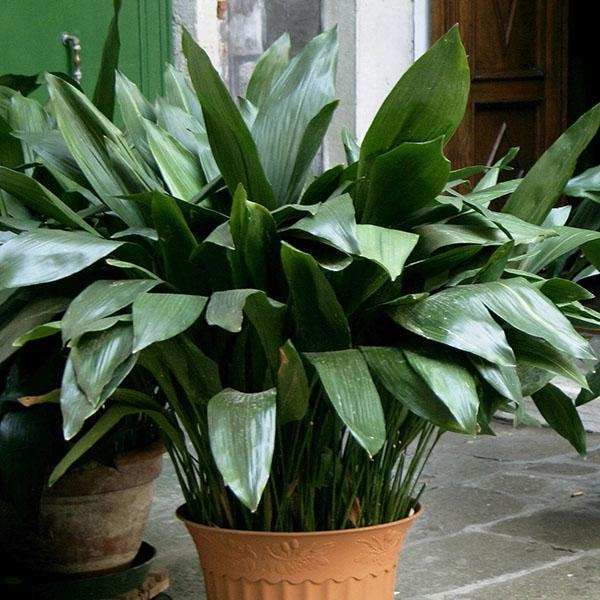 Aspidistra