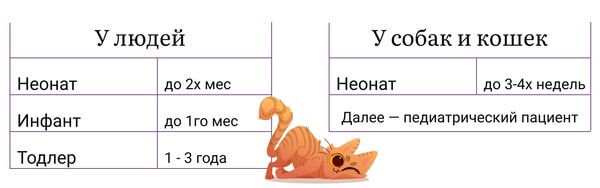Как помочь бездомному котёнку или щенку 2 Кто такие люди, собаки и кошки Неона.