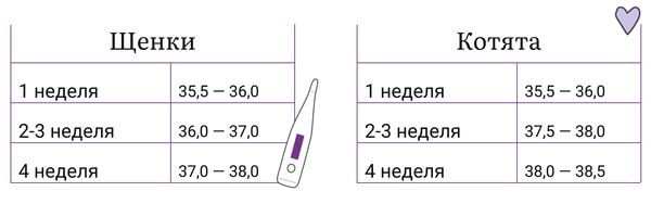 Как помочь бездомному котёнку или щенку 3 Критерии температуры для щенков и котят разного возраста