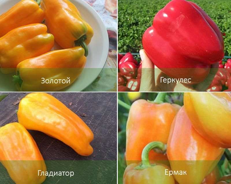 Как сажать перцы в теплице и открытом грунте: выбор сорта, сроки, 3 метода, уход 3 Сорта перца