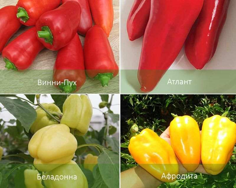 Как сажать перцы в теплице и открытом грунте: выбор сорта, сроки, 3 метода, уход 5 Желтый и красный перец