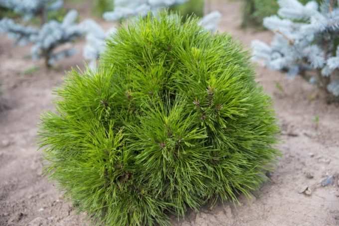 pinus mugo varella