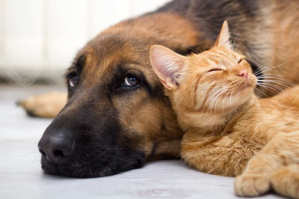 Разведение кошек, которые хорошо ладят с собаками