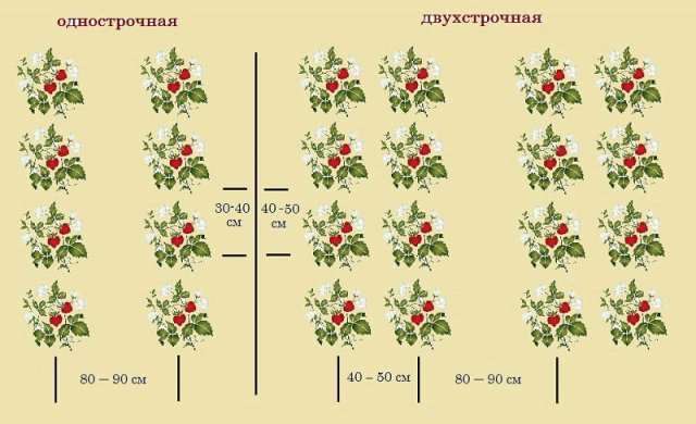 Схема посадки клубники