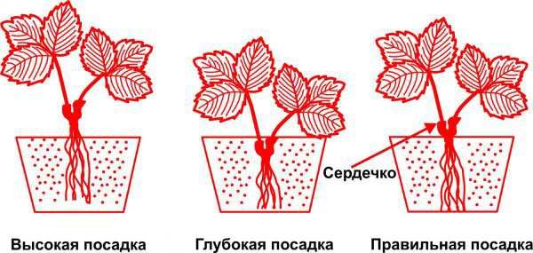 Глубина посадки клубники