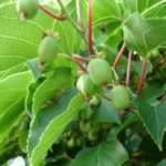 Actinidia arguta Issai