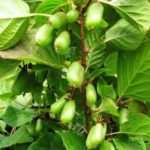 Actinidia kolomikta Lakomka