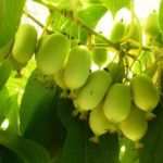 Actinidia kolomikta Волчок