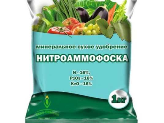 Выращиваем ароматные пряности: посадка кинзы в открытом грунте и в домашних условиях 2 Энергия