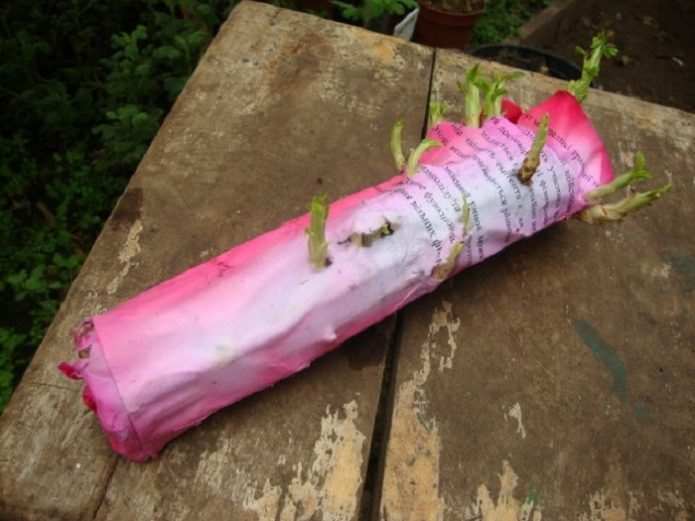 Выращивание саженца из букетной розы: методики черенкования 11 В газете