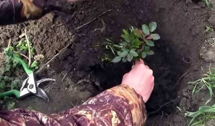 Выращивание саженца из букетной розы: методики черенкования 13 Посадка укорененных черенков на постоянное место