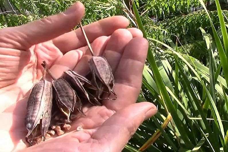 Ирисы (90 фото): виды, выращивание и уход 22 Размножение ириса семенами