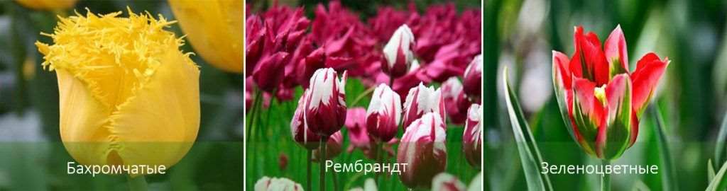Поздний тюльпан