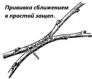 Прививка поселением в простые пинцеты