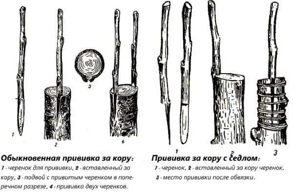 Прививка коры