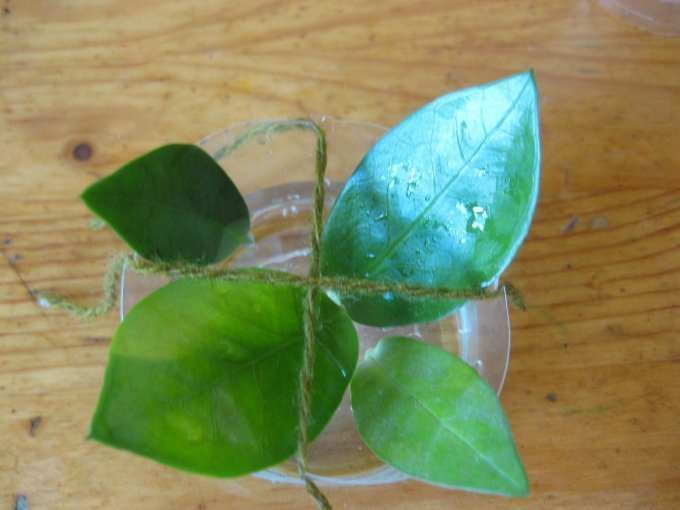 Прорастание корней Zamioculcas в воде