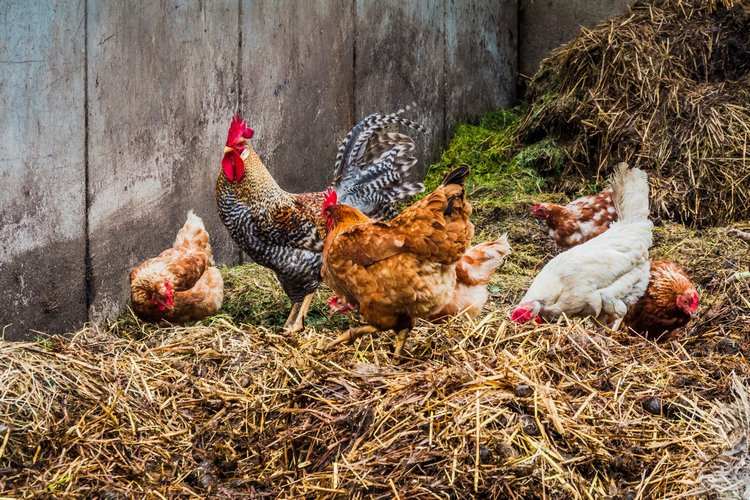 Как удобрять растения куриным пометом 1 Птицефабрики