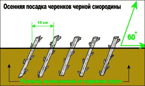 Как посадить черенки черной смородины правильно? 3 r500299 i