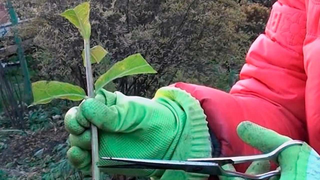 Как размножить гортензию: пять доступных способов. Правила заготовки посадочного материала, процесс пошагово 4 Размножение гортензии черенками