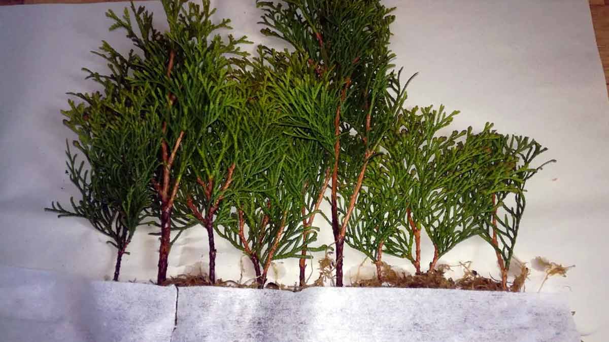 Как размножить тую черенками летом, весной и осенью 3 Как размножать тсую черенками летом, весной и осенью