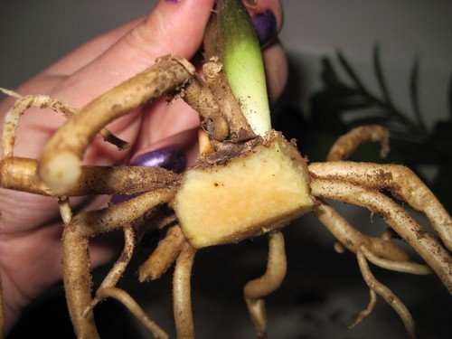 Резка клубней Zamioculcas