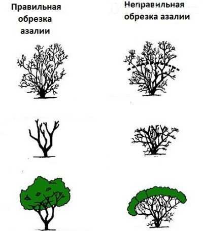 Обрезка рододендронов