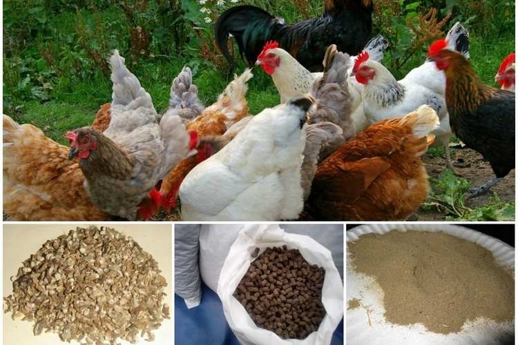 Как удобрять растения куриным пометом 4 Сбор и выращивание экскрементов